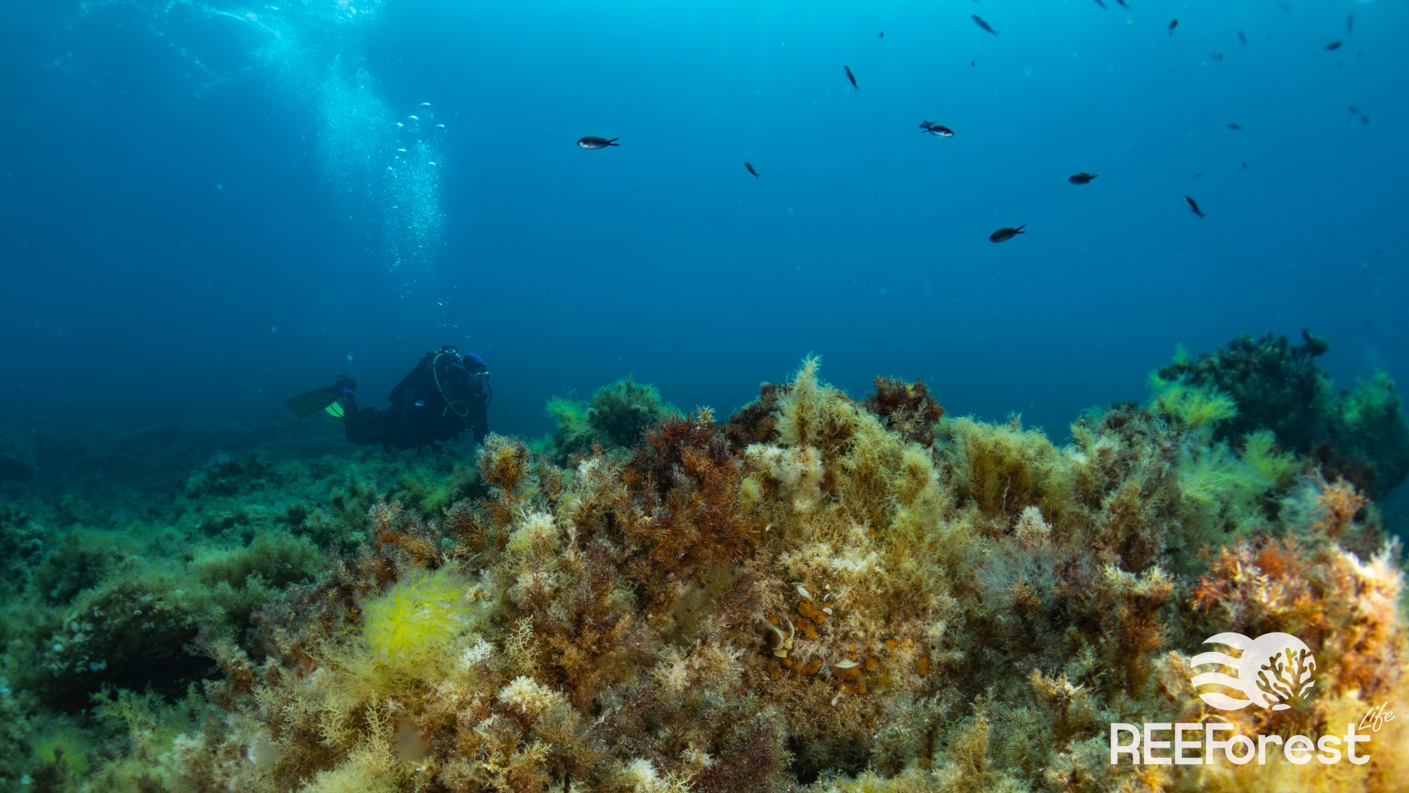 diver swimming on a Cystoseira marine forest