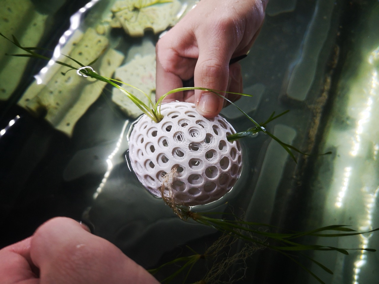 Esempio di strutture a stampa 3D per il restauro di piante acquatiche